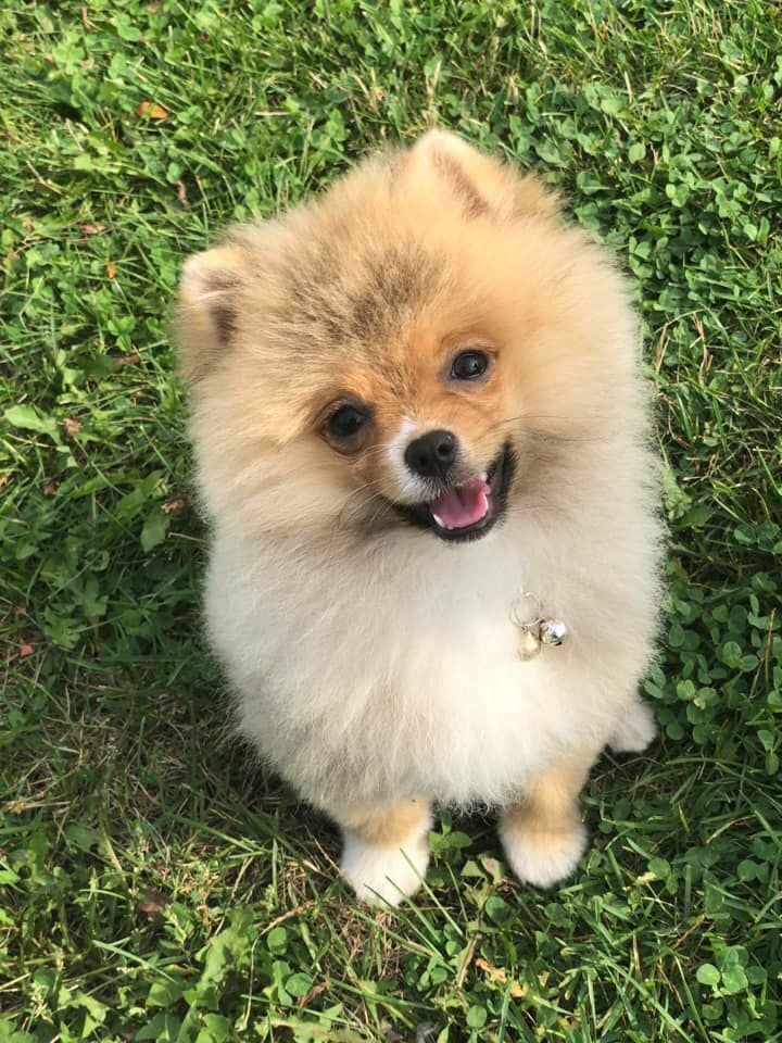 Mookie, submitted by Emily Bauman